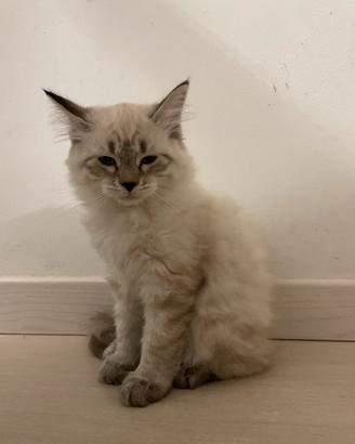 Gattino tipo Siberinao ipoallergenico