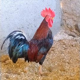 Gallo