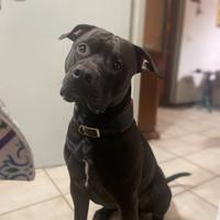 Vorrei una femmina per accoppiamento