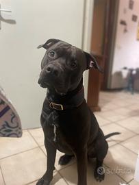 Vorrei una femmina per accoppiamento