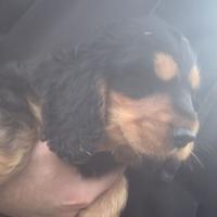 Cucciolo di cocker spaniel inglese