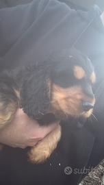 Cucciolo di cocker spaniel inglese