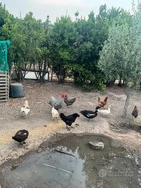 Galline di razza