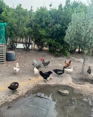 Galline di razza
