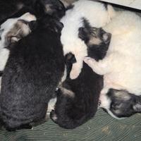 Pastore tedesco / Maremmano taglia grande