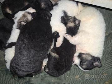 Pastore tedesco / Maremmano taglia grande