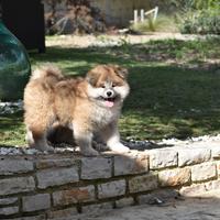 Akita inu pelo lungo