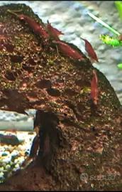Caridine Red cherry 2 euro l'una