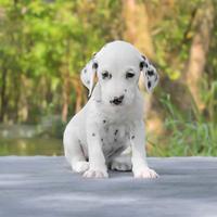 Cucciolo di Dalmata