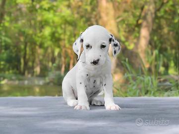 Cucciolo di Dalmata