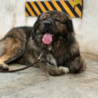 Pastore del caucaso per accoppiamento