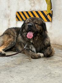 Pastore del caucaso per accoppiamento