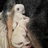 Cucciole Australian Cattle dog