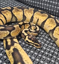 Pitone reale / python regius