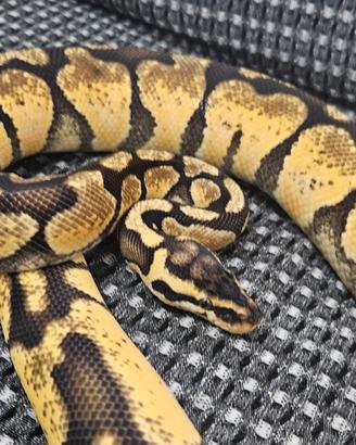 Pitone reale / python regius