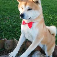 Coppia di cani Akita