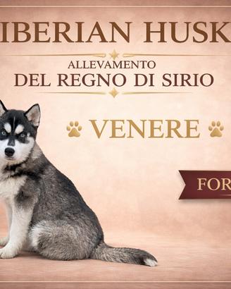 Siberian Husky femmina quattro mesi