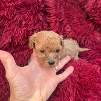 Barboncini taglia piccola nati in casa