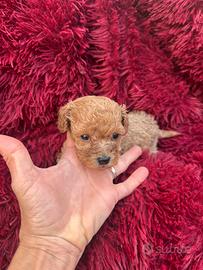 Barboncini taglia piccola nati in casa