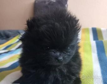 Cucciolo di di Pomerania