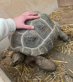 Sulcate Pardalis Radiata Gigantea