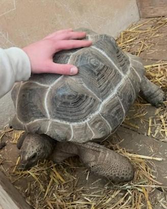 Sulcate Pardalis Radiata Gigantea