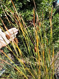 TYPHA MINIMA, pianta palustre "nana"