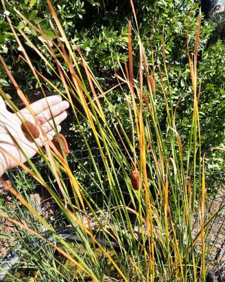 TYPHA MINIMA, pianta palustre "nana"