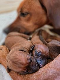 Cuccioli di Rhodesian Ridgeback da inizio agosto