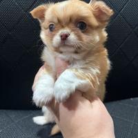 Chihuahua a pelo lungo