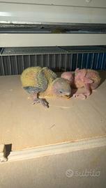 Pappagalli inseparabili