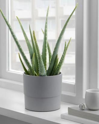 6 portavasi Ikea