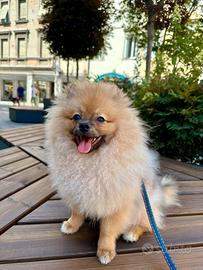Volpino della Pomerania