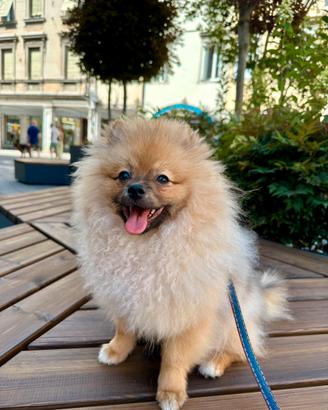 Volpino della Pomerania