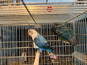 Coppia Inseparabili blu