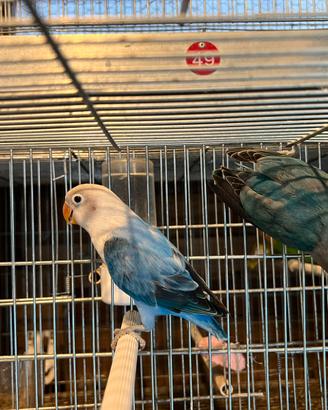Coppia Inseparabili blu