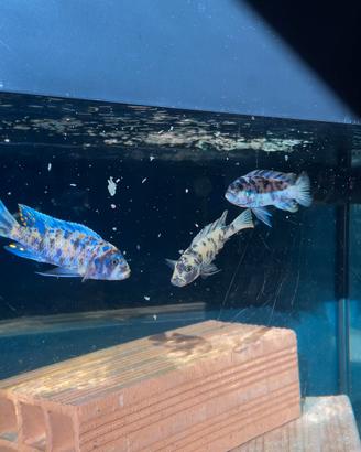 Metriaclima zebra Nkhata bay wild
