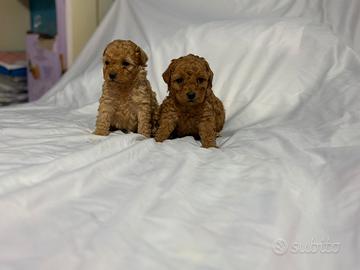 Cuccioli barboncino toy