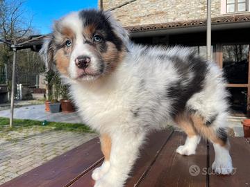 Jasper cucciolo di pastore australiano