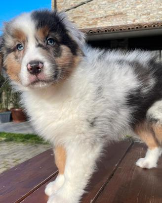 Jasper cucciolo di pastore australiano