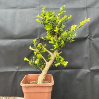 Bonsai Bosso