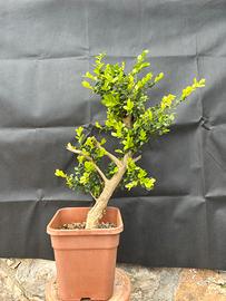 Bonsai Bosso