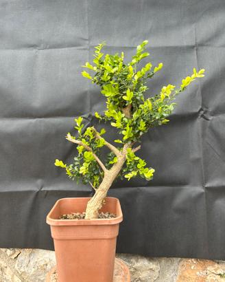 Bonsai Bosso