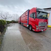 Volvo fh16 trasporto bestiame
