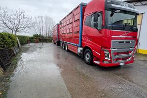 Volvo fh16 trasporto bestiame