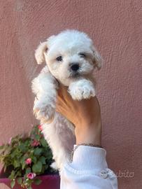 Maltipoo toy