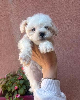 Maltipoo toy