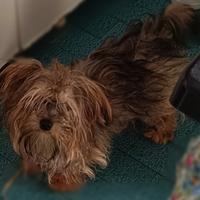 Morkie Toy femmina colore vario