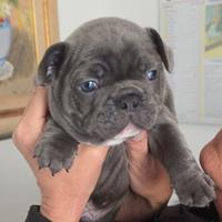 Bulldog francese