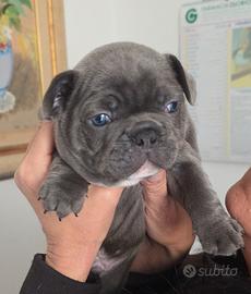 Bulldog francese